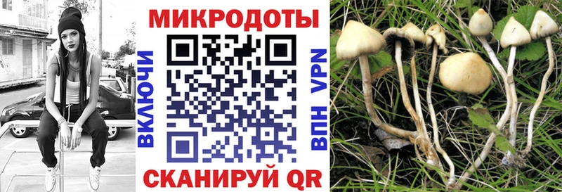 Псилоцибиновые грибы Cubensis  KRAKEN зеркало  Грайворон 
